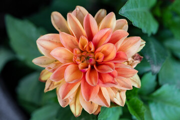orange dahlia flower