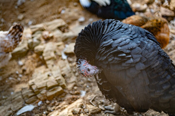 Turkeys walk and forage under bright daylight
