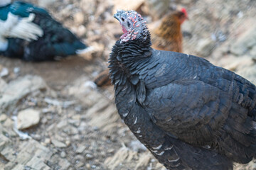 Turkeys walk and forage under bright daylight