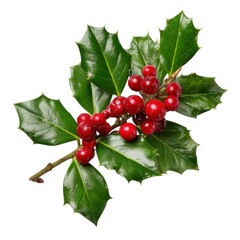 Holly sprig with red berries isolated on white background