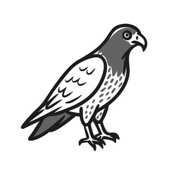 Obraz premium Falcon illustration with detailed features in black and white 