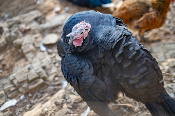 Turkeys walk and forage under bright daylight
