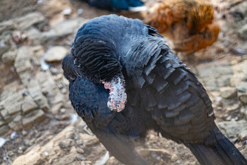 Turkeys walk and forage under bright daylight