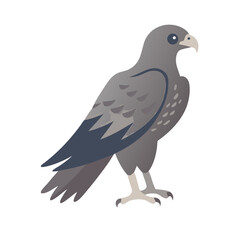 Fototapeta premium Falcon illustration in gray tones with detailed features