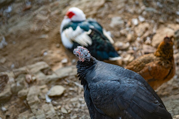 Turkeys walk and forage under bright daylight