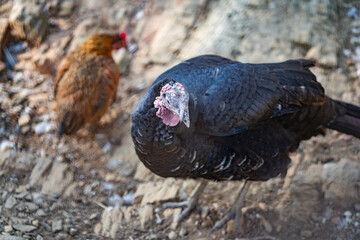 Turkeys walk and forage under bright daylight