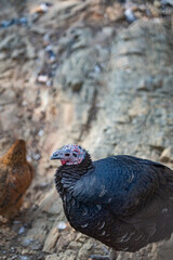 Turkeys walk and forage under bright daylight