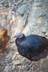 Turkeys walk and forage under bright daylight