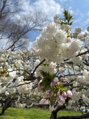 cherry tree blossom