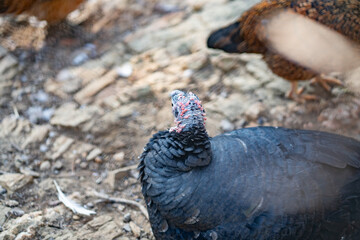 Turkeys walk and forage under bright daylight
