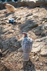 Turkeys walk and forage under bright daylight