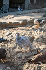 Turkeys walk and forage under bright daylight