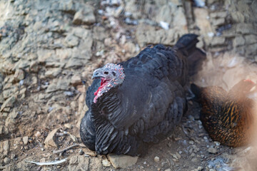 Turkeys walk and forage under bright daylight