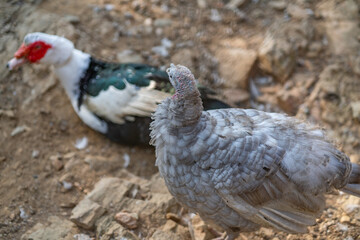 Turkeys walk and forage under bright daylight