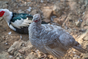 Turkeys walk and forage under bright daylight