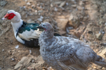 Turkeys walk and forage under bright daylight