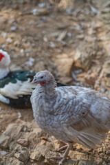 Turkeys walk and forage under bright daylight