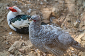 Turkeys walk and forage under bright daylight