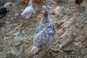 Turkeys walk and forage under bright daylight
