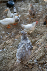Turkeys walk and forage under bright daylight
