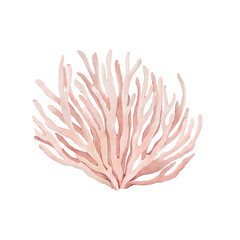 Watercolor coral, delicate marine plant, hand-drawn isolated illustration for your decorative design, card, poster or background.