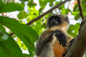 Close up shot of golden langur monkey species on a tree, fluffy ape face.