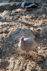 Turkeys walk and forage under bright daylight