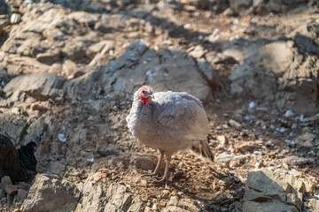 Turkeys walk and forage under bright daylight