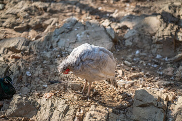 Turkeys walk and forage under bright daylight