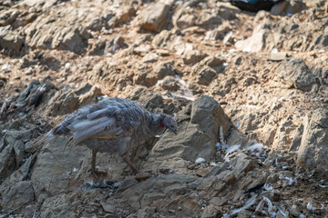 Turkeys walk and forage under bright daylight