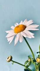 Close-up of a White Daisy with a Yellow Center: Flower Details
