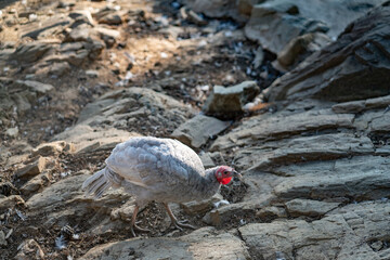Turkeys walk and forage under bright daylight