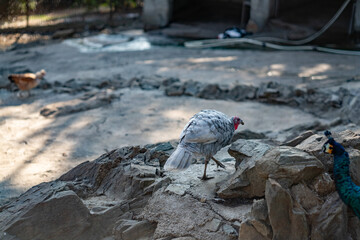Turkeys walk and forage under bright daylight