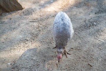 Turkeys walk and forage under bright daylight
