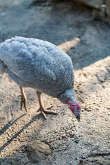 Turkeys walk and forage under bright daylight