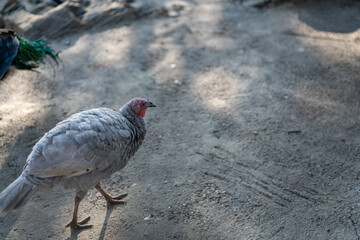 Turkeys walk and forage under bright daylight