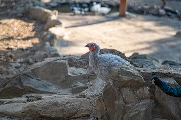 Turkeys walk and forage under bright daylight