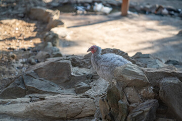 Turkeys walk and forage under bright daylight