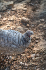 Turkeys walk and forage under bright daylight