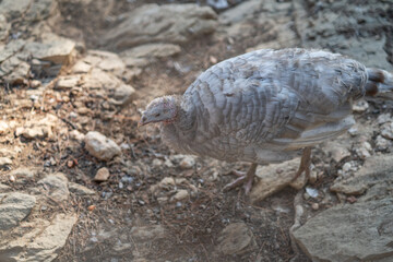 Turkeys walk and forage under bright daylight