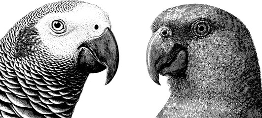 Engraved illustration set of african grey parrots for bird art and design