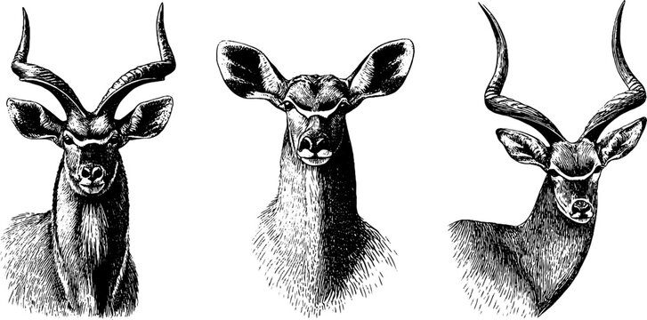 Engraved illustration set of african sable antelopes for wildlife art and design