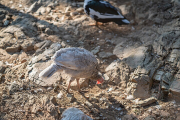 Turkeys walk and forage under bright daylight