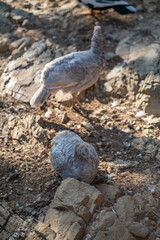 Turkeys walk and forage under bright daylight
