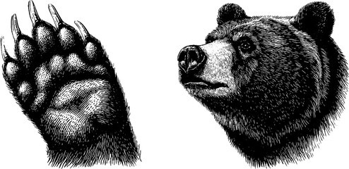 Engraved bear illustration set with waving paw and detailed head