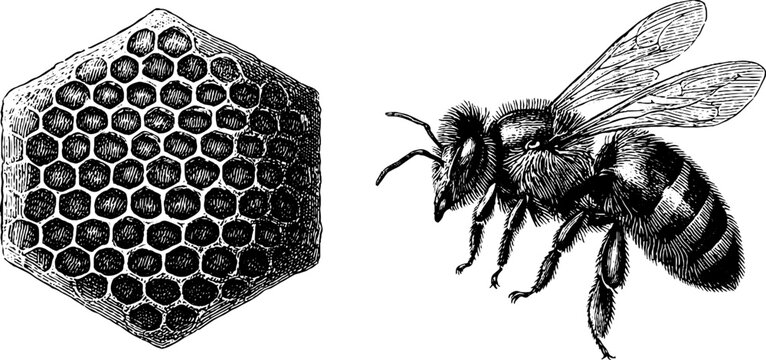 Detailed engraved bee and honeycomb design for nature and wildlife art projects