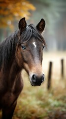Fototapeta premium Majestic brown horse with striking blue eyes standing in a misty forest during autumn