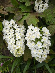 white flowers in the garden