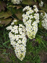 White Flower Cluster Blooming in Garden