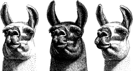 Obraz premium Humorous llama portraits engraved illustration set for creative designs